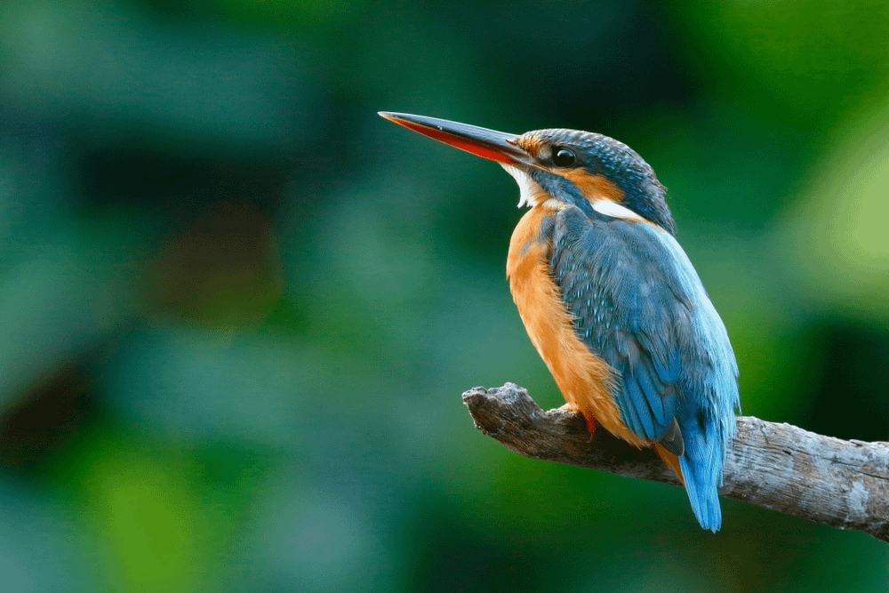 learn about the difference between mammals and birds.