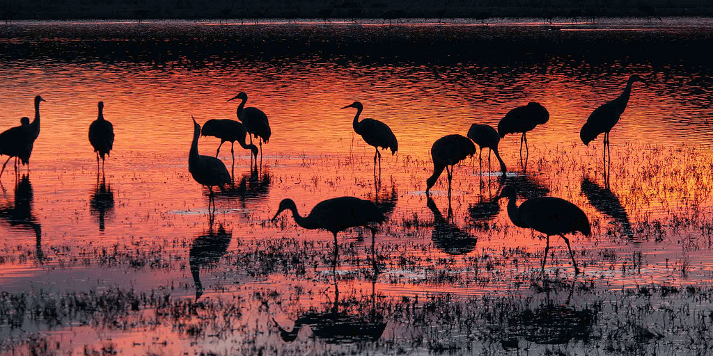 Ecological Importance of Wetlands