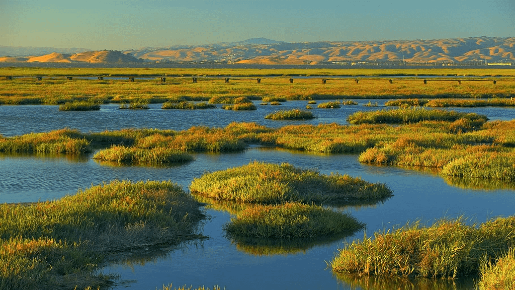 The importance of Wetlands in Protecting Our Ecosystems