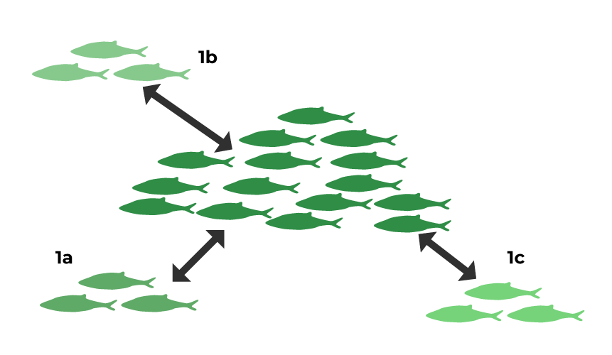 Diagram showing metapopulation dynamics of fish species in river networks, illustrating habitat patches and dispersal corridors.